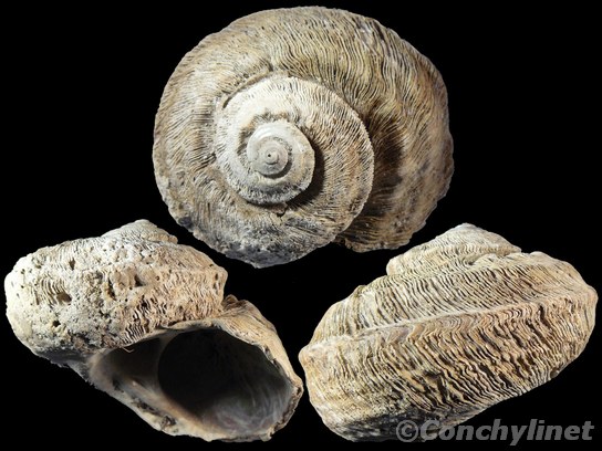 Turbo torquatus
