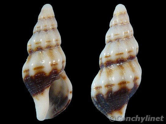 Unidentified species