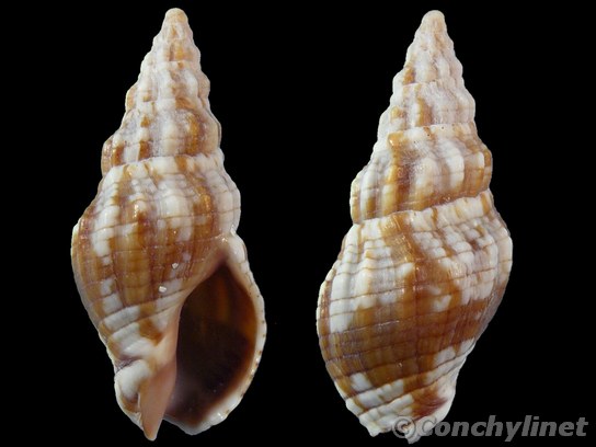 Cominella eburnea