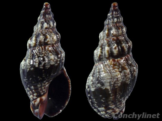 Cominella eburnea