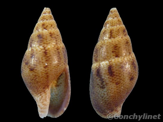 Mitrella semiconvexa
