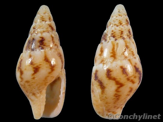 Mitrella tenuis
