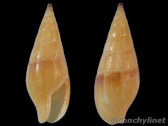 Mitrella acuminata