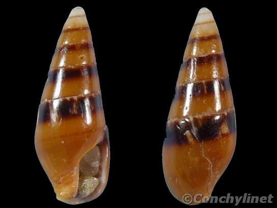 Mitrella menkeana