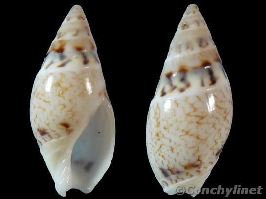 Amalda lineata