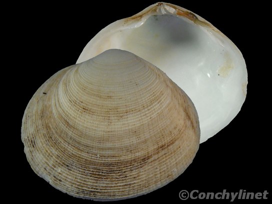 Codakia perobliqua