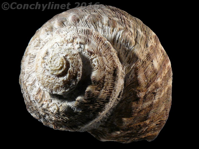 Turbo torquatus