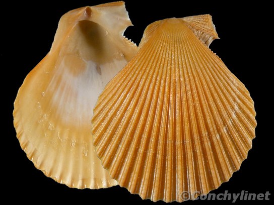 Mimachlamys asperrina
