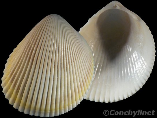 Acrosterigma cygnorum