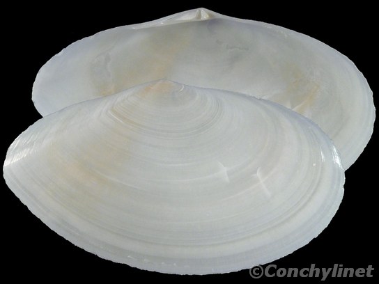 Tellina sowerbii