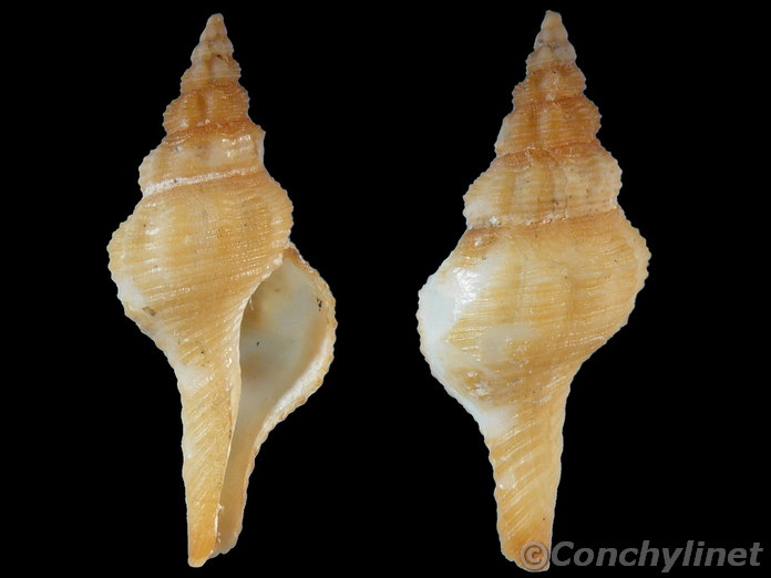 Fusinus australis