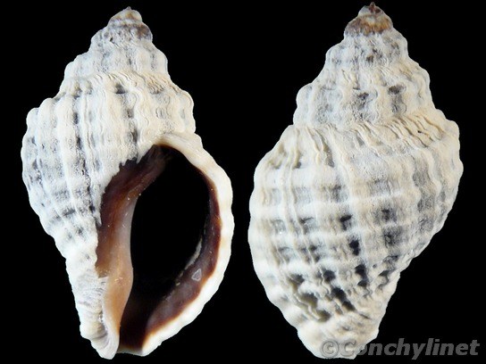 Lepsiella vinosa