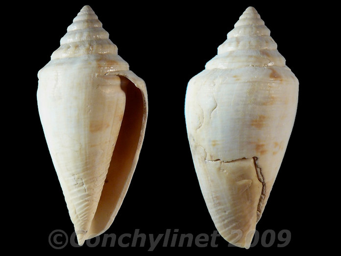 Conus clarus