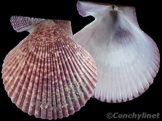 Mimachlamys asperrina