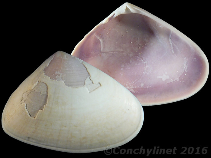 Donax deltoides