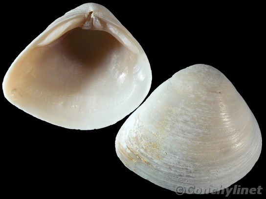 Spisula trigonella