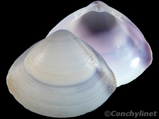 Mactra australis
