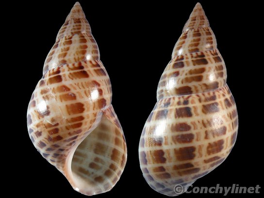 Phasianella australis