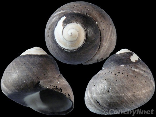 Austrocochlea rudis