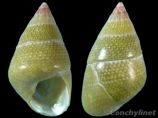 Phasianotrochus irisodontes