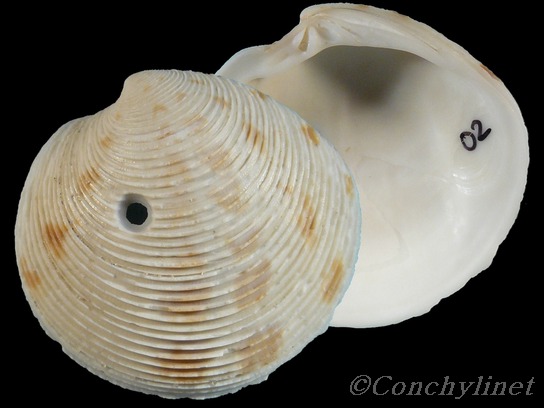 Dosinia victoriae
