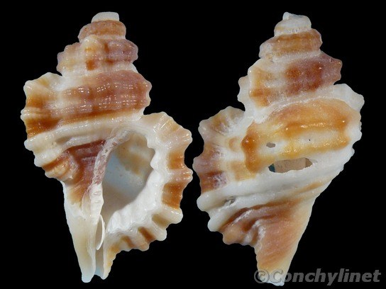 Monoplex exaratus