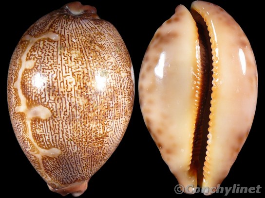 Cypraea mappa
