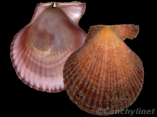 Mimachlamys asperrina
