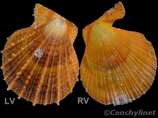 Laevichlamys lemniscata