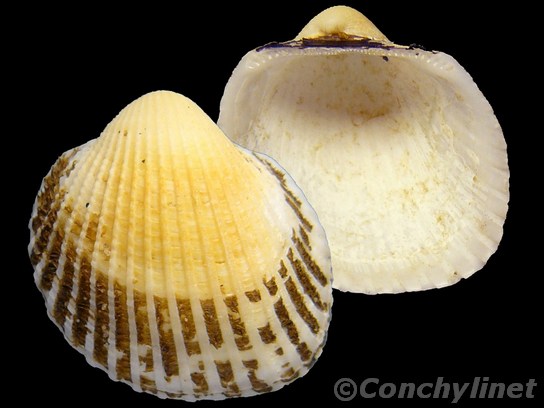 Anadara pilula