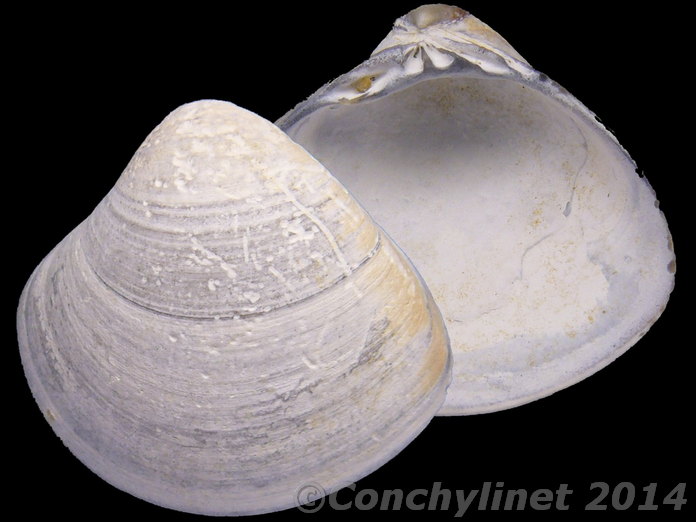 Callista umbonella