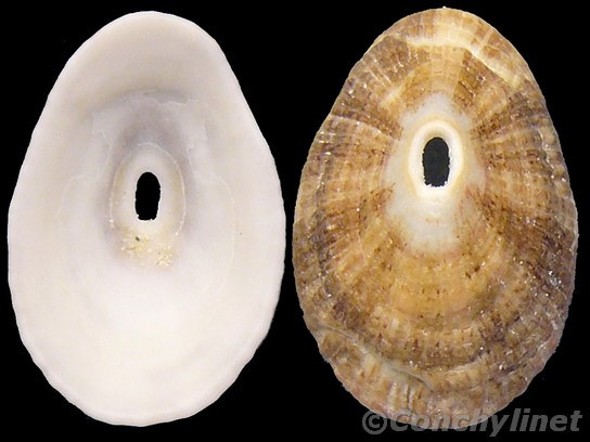Diodora italica