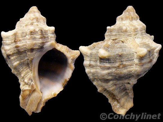 Hexaplex trunculus