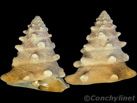 Tectus dentatus