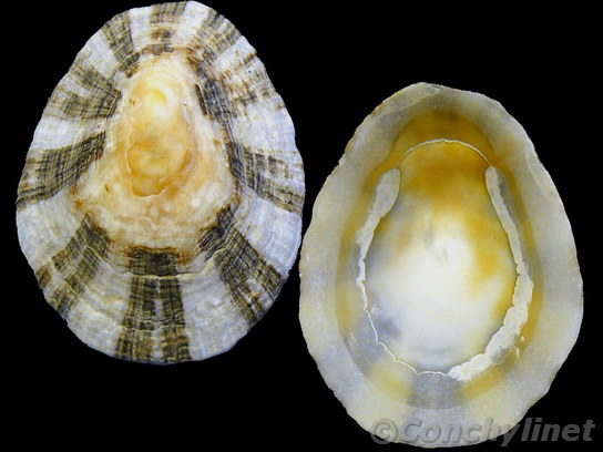 Patella rustica