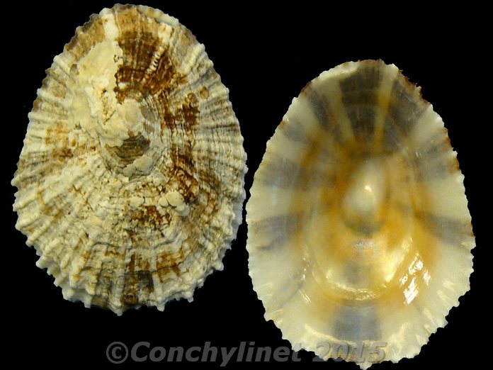 Patella ulyssiponensis
