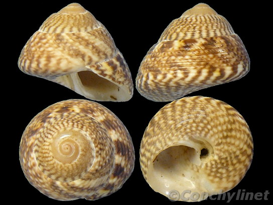Gibbula cinerea