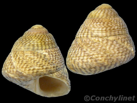 Gibbula cinerea