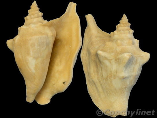 Strombus tricornis