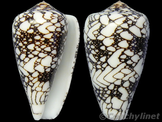 Conus pennaceus