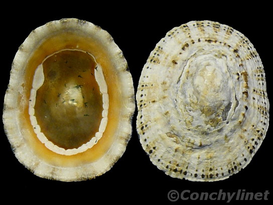 Patella rustica