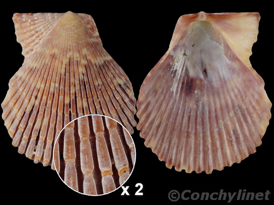 Mimachlamys varia