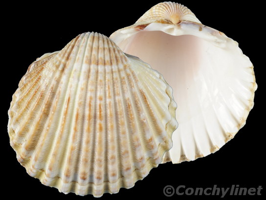 Acanthocardia tuberculata