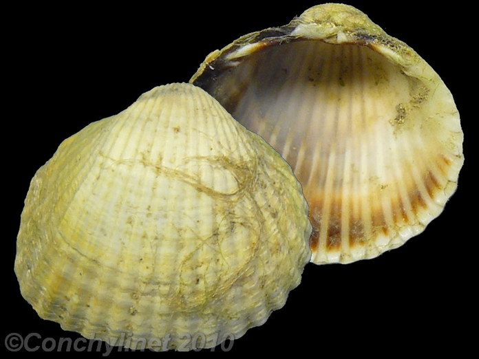 Cerastoderma glaucum