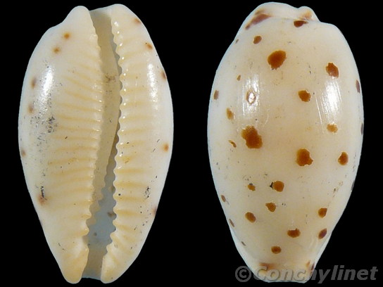 Cypraea punctata
