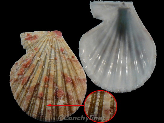 Glorichlamys elegantissima