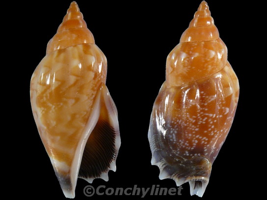 Strombus dentatus