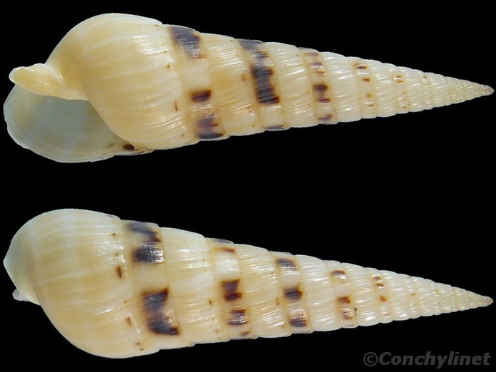 Oxymeris maculata