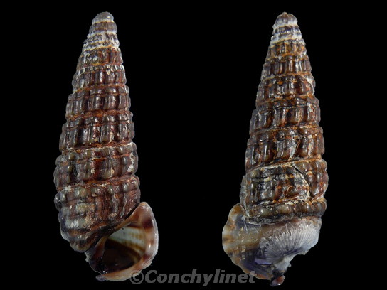 Cerithidea djadjariensis