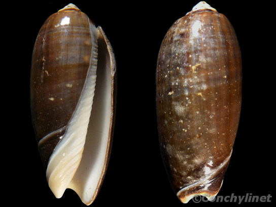 Oliva tremulina